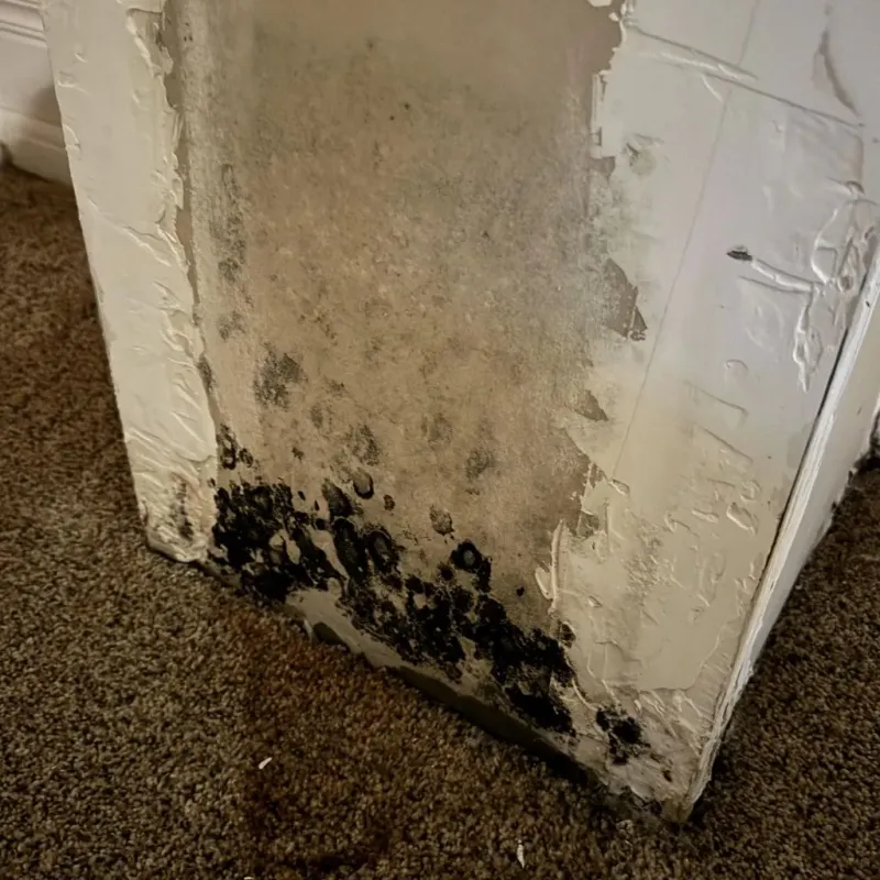 Professional Mold Removal in Burkburnett, TX